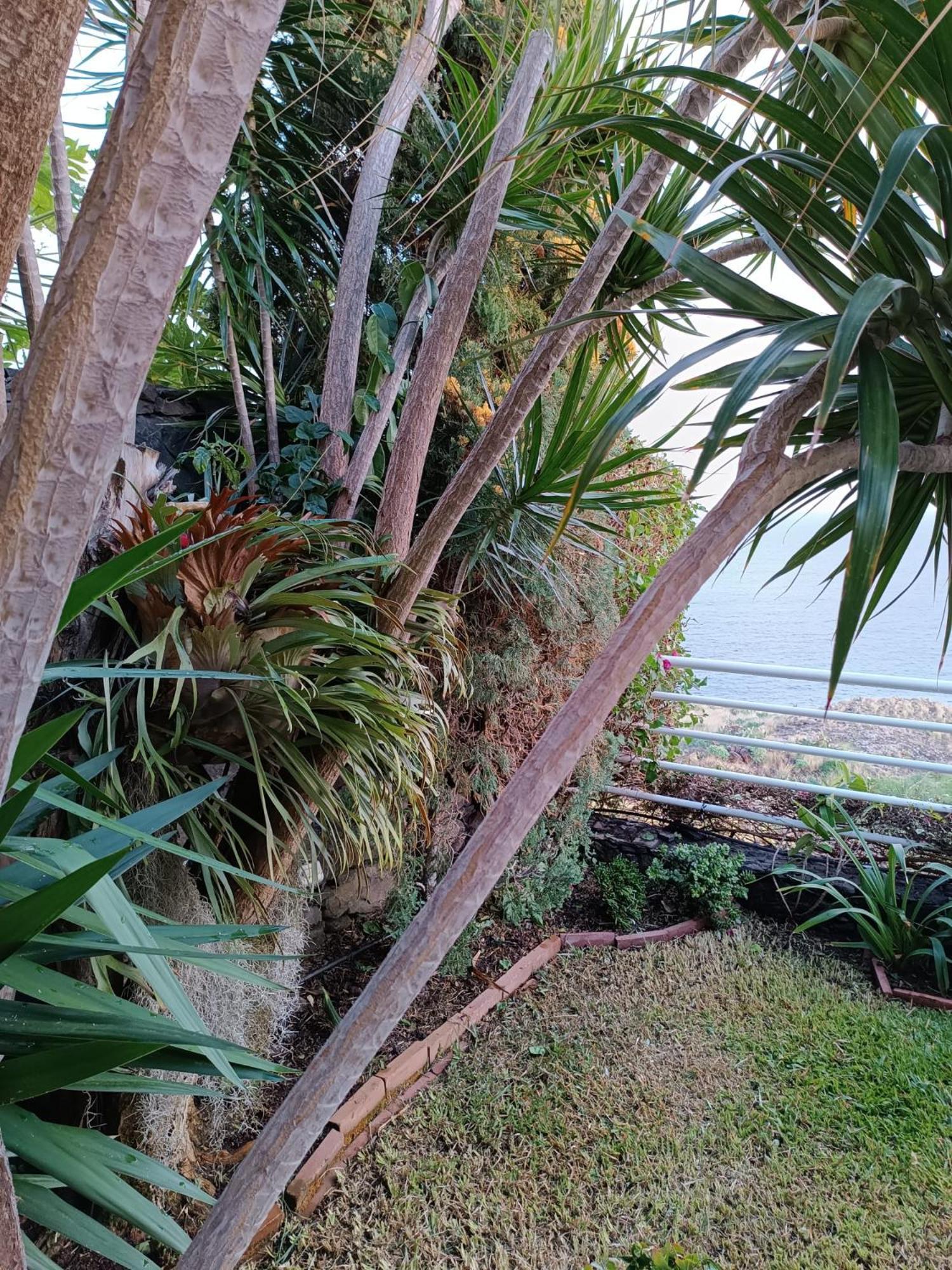 Moradia T2 Madeira Funchal (Madeira) Exterior foto